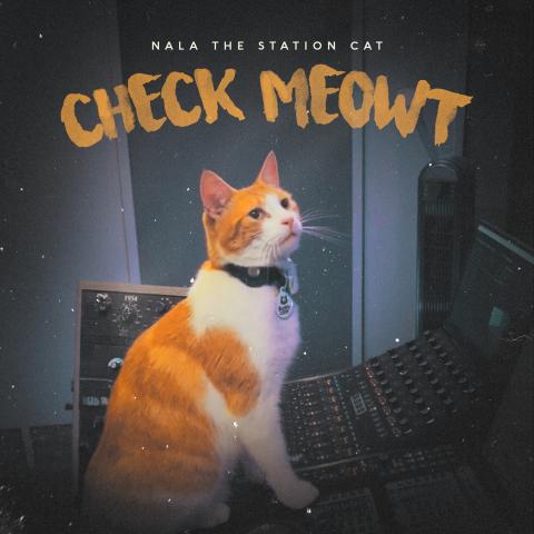 Nala The Station Cat